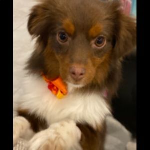 Meet your Posher, Lisa